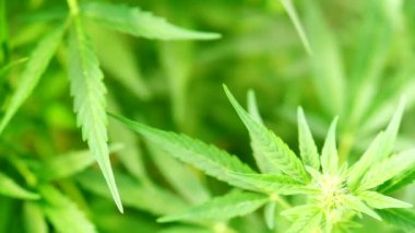 Neredeyse olgun kenevir bitkisi - kenevir - 4K VIDEO 'da. Çiçek açan kadın marihuana çiçeği ve ev yapımı bahçede yetişen yapraklar. Yüzeysel alan derinliği ve bulanık arkaplan. Güneş ışığıyla aydınlatılmış. Yakın plan..