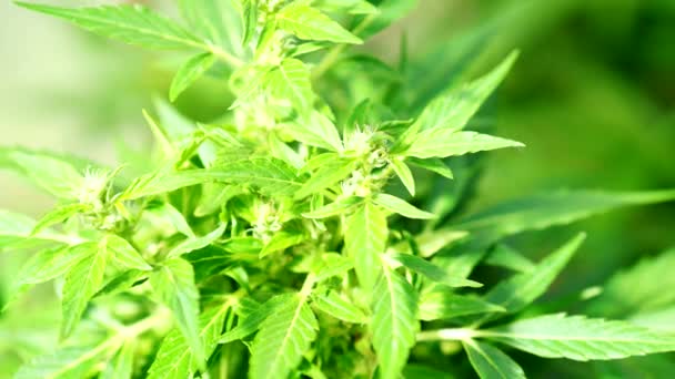Almost Ripe Cannabis Plant Hemp Video Blooming Female Marijuana Flower — Stock Video