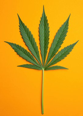 Turuncu arka planda taze yeşil kenevir yaprağı ve kenevir. Tıbbi marihuana yetiştiriyorum. Stüdyo çekimi.