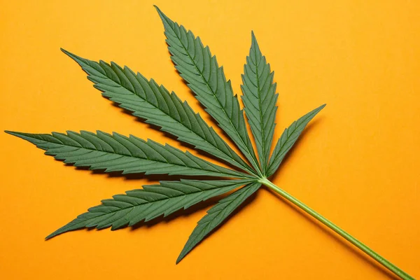 Fris Groen Blad Van Volgroeide Hennep Cannabis Oranje Achtergrond Medicinale — Stockfoto