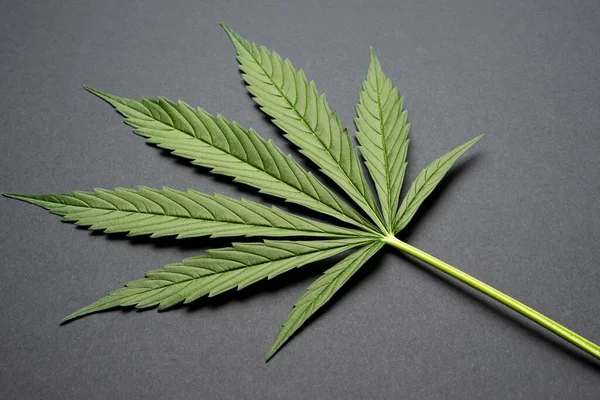 Fris Groen Blad Van Volgroeide Hennep Cannabis Zwarte Achtergrond Medicinale — Stockfoto