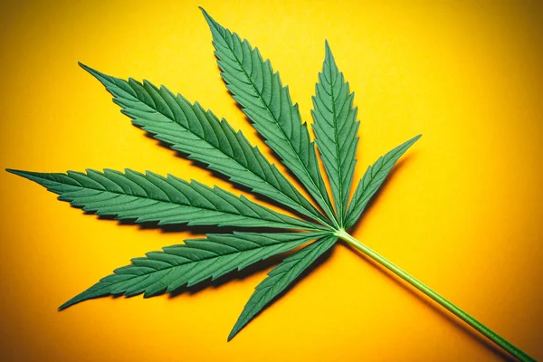 Fris Groen Blad Van Volgroeide Hennep Cannabis Oranje Achtergrond Medicinale — Stockfoto