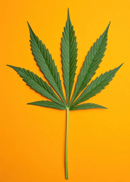 Fris Groen Blad Van Volgroeide Hennep Cannabis Oranje Achtergrond Medicinale — Stockfoto