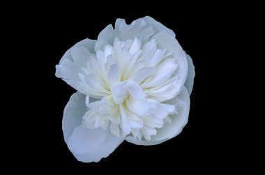  Çiçekler, siyah arkaplanda beyaz şakayık