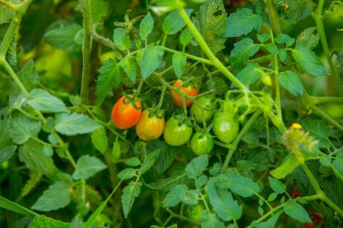 Ekolojik, ekolojik ve organik vişneli domatesler