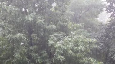 Yeşil ağaçların arka planında sağanak yağmur.