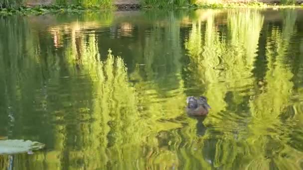 Canard Nageant Sur Lac Avec Reflet Des Arbres Ciel Coucher — Video