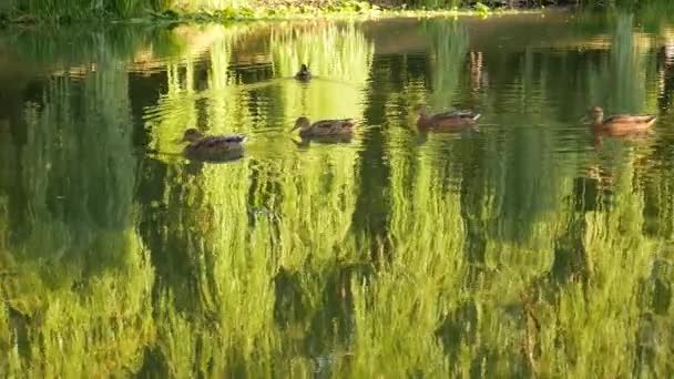 Flock Ankor Simmar Sjön Med Spegling Träd Och Himlen Vid — Stockvideo