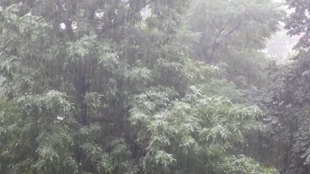 Lluvia Fuerte Sobre Fondo Árboles Verdes — Vídeos de Stock