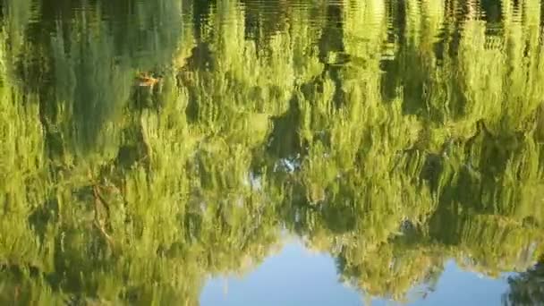 Sjön Med Spegling Träd Och Himmel Vid Solnedgången Ljusvågor Vatten — Stockvideo