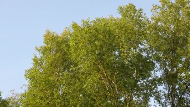在蓝天的映衬下 绿叶在树梢上迎风摇曳 — 图库视频影像