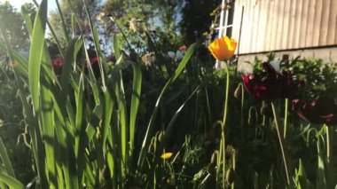 Bir yaz gününde, çiçeklerin rüzgarında yavaşça dalgalanıyor..