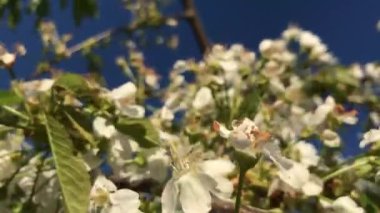 Bir yaz gününde, çiçeklerin rüzgarında yavaşça dalgalanıyor..