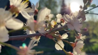 Güneşli bir günde açan kiraz çiçekleri