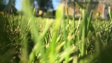 Doğada sıcak bir yaz, çiçekler ve bitkilerin arasında. 