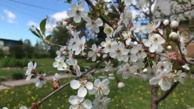 Bir yaz gününde, çiçeklerin rüzgarında yavaşça dalgalanıyor..