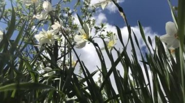 Bir yaz gününde, çiçeklerin rüzgarında yavaşça dalgalanıyor..