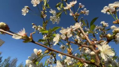 Bir yaz gününde, çiçeklerin rüzgarında yavaşça dalgalanıyor..