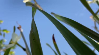 Doğada sıcak bir yaz, çiçekler ve bitkilerin arasında. 