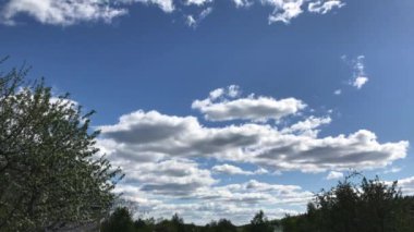 Doğada sıcak bir yaz, çiçekler ve bitkilerin arasında. 