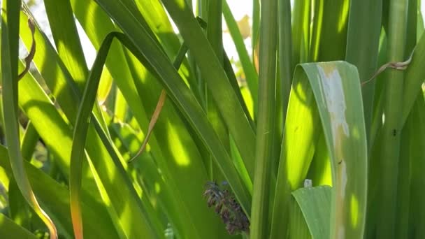 Sonnenstrahlen Durch Grünes Gras — Stockvideo