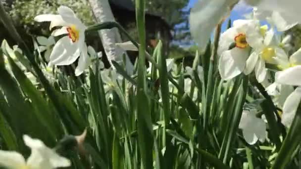 Lassú Integetés Virágok Szelében Egy Nyári Napon — Stock videók