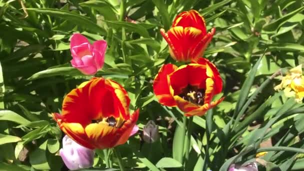 Lambat Melambai Dalam Angin Bunga Pada Hari Musim Panas — Stok Video