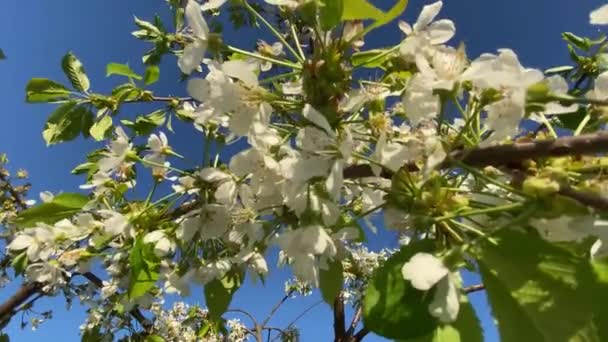 Slow Waving Wind Flowers Summer Day — Stock Video