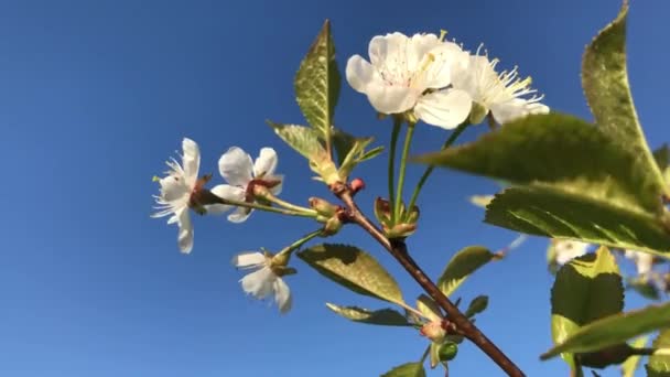 夏の日に花の風にゆっくりと手を振る — ストック動画