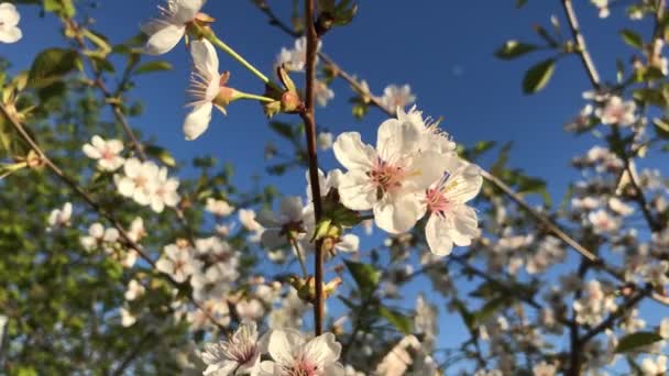 Agitant Lentement Dans Vent Des Fleurs Jour Été — Video