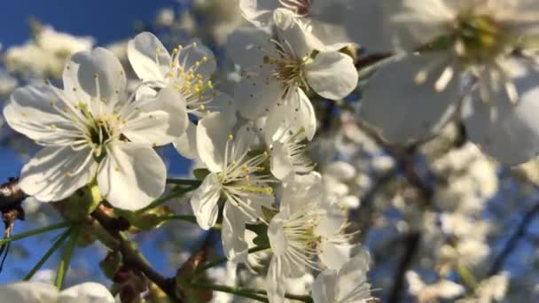 Повільна Маха Вітрі Квітів Літній День — стокове відео
