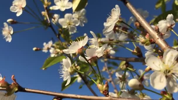 Langsames Winken Wind Der Blumen Einem Sommertag — Stockvideo