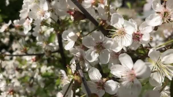 Lassú Integetés Virágok Szelében Egy Nyári Napon — Stock videók