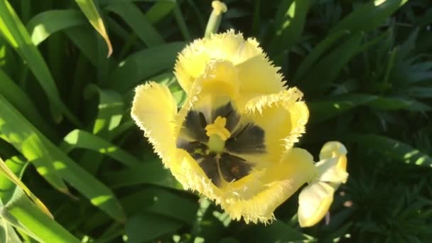 Langsames Winken Wind Der Blumen Einem Sommertag — Stockvideo