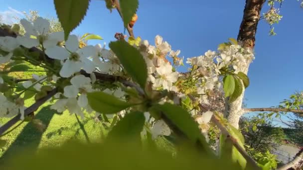 Agitant Lentement Dans Vent Des Fleurs Jour Été — Video