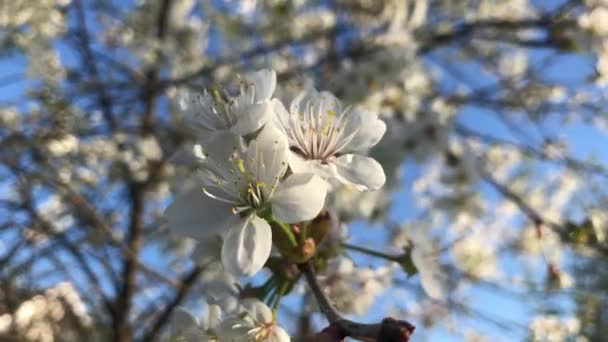 Agitant Lentement Dans Vent Des Fleurs Jour Été — Video