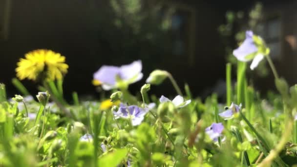 夏の日に花の風にゆっくりと手を振る — ストック動画