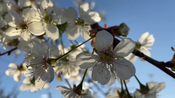 Fleurs Cerisier Fleurs Par Une Journée Ensoleillée — Video