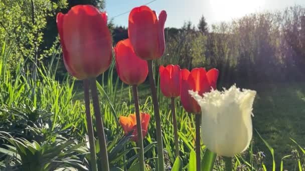 Lassú Integetés Virágok Szelében Egy Nyári Napon — Stock videók