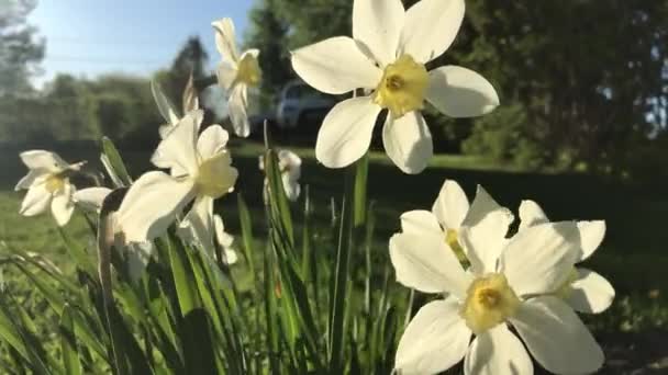 Langsames Winken Wind Der Blumen Einem Sommertag — Stockvideo