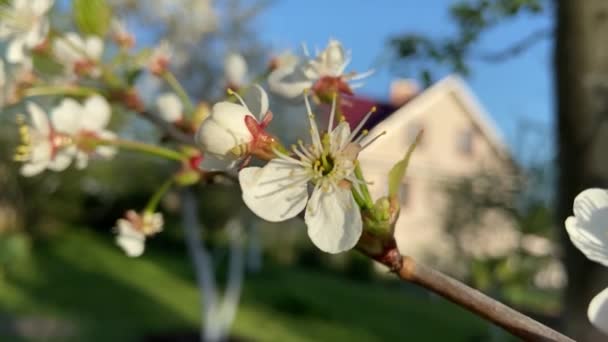 Fleurs Cerisier Fleurs Par Une Journée Ensoleillée — Video