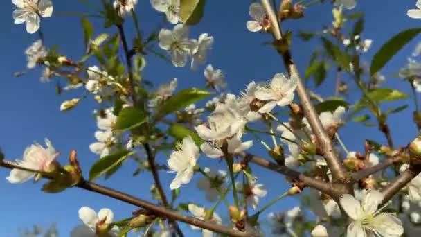 Wolne Machanie Wietrze Kwiatów Letni Dzień — Wideo stockowe