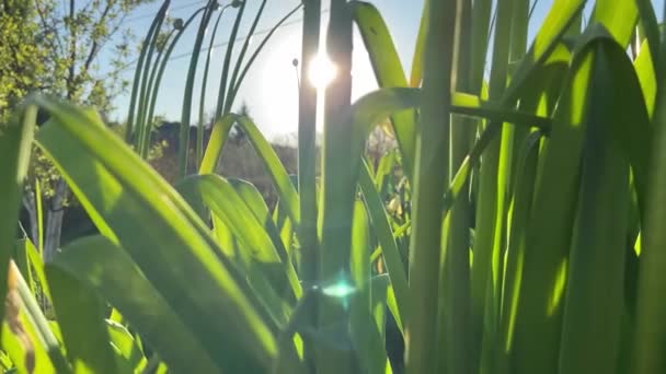 Солнечные Лучи Сквозь Зеленую Траву — стоковое видео