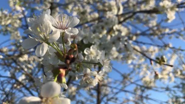 Agitant Lentement Dans Vent Des Fleurs Jour Été — Video