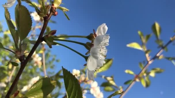 Agitant Lentement Dans Vent Des Fleurs Jour Été — Video