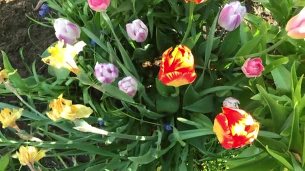 Agitant lentement dans le vent des fleurs un jour d'été.