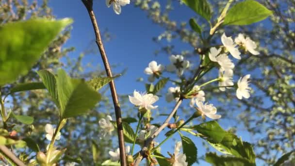 Langsames Winken Wind Der Blumen Einem Sommertag — Stockvideo