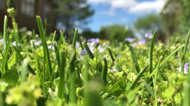 Langzaam Zwaaien Wind Van Bloemen Een Zomerdag — Stockvideo