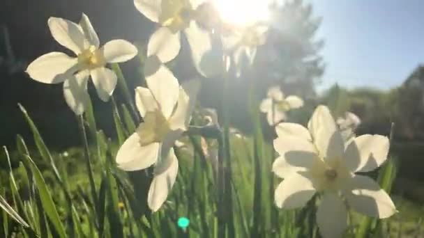 Acenando Lentamente Vento Das Flores Dia Verão — Vídeo de Stock