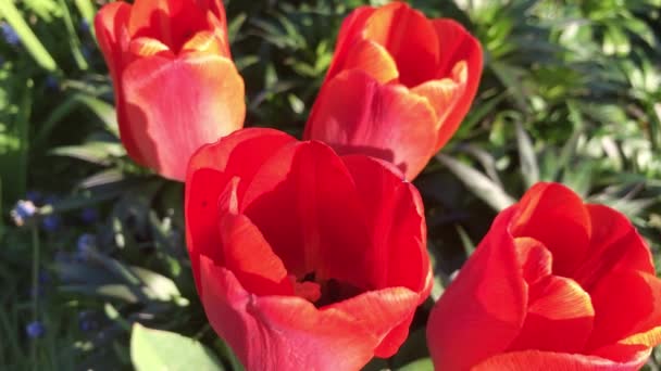 Langzaam Zwaaien Wind Van Bloemen Een Zomerdag — Stockvideo